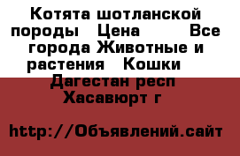 Котята шотланской породы › Цена ­ 40 - Все города Животные и растения » Кошки   . Дагестан респ.,Хасавюрт г.